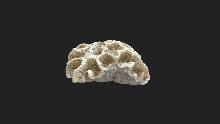 Small piece of coral 3D Model