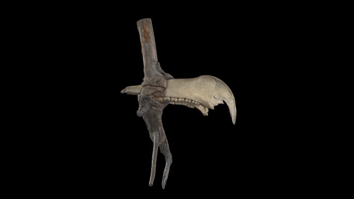 Horse, mandible 3D Model