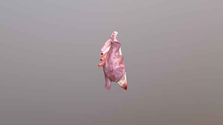 heart 3D Model