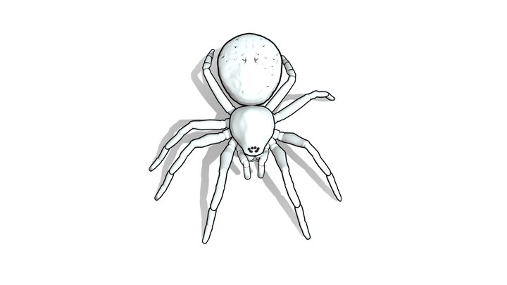Oonops 3D models - Sketchfab
