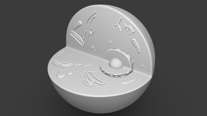 Animal Cell_print_STL 3D Model
