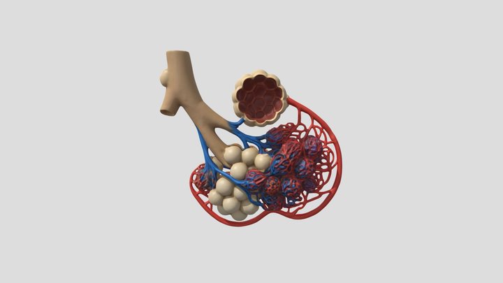 Alveolus 3D Model
