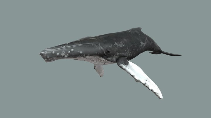Humpback whale 3D Model
