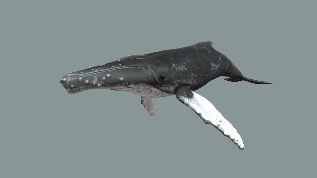 Humpback whale