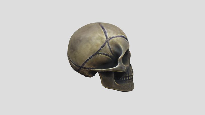 Skull 3D Model