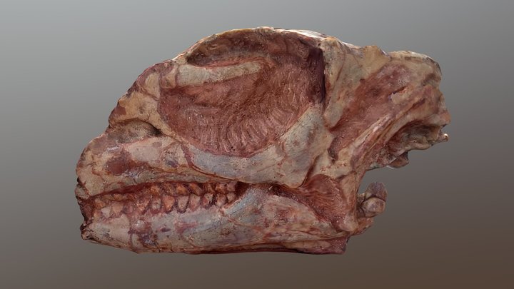 Gasparinisaura Skull - Holotype Complete 3D Model