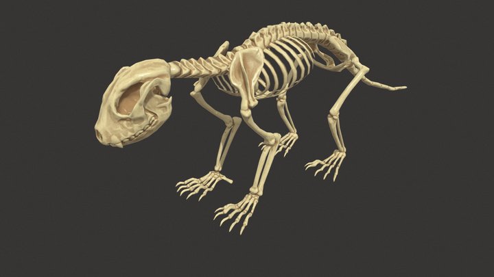 Red Panda Skeleton 3D Model