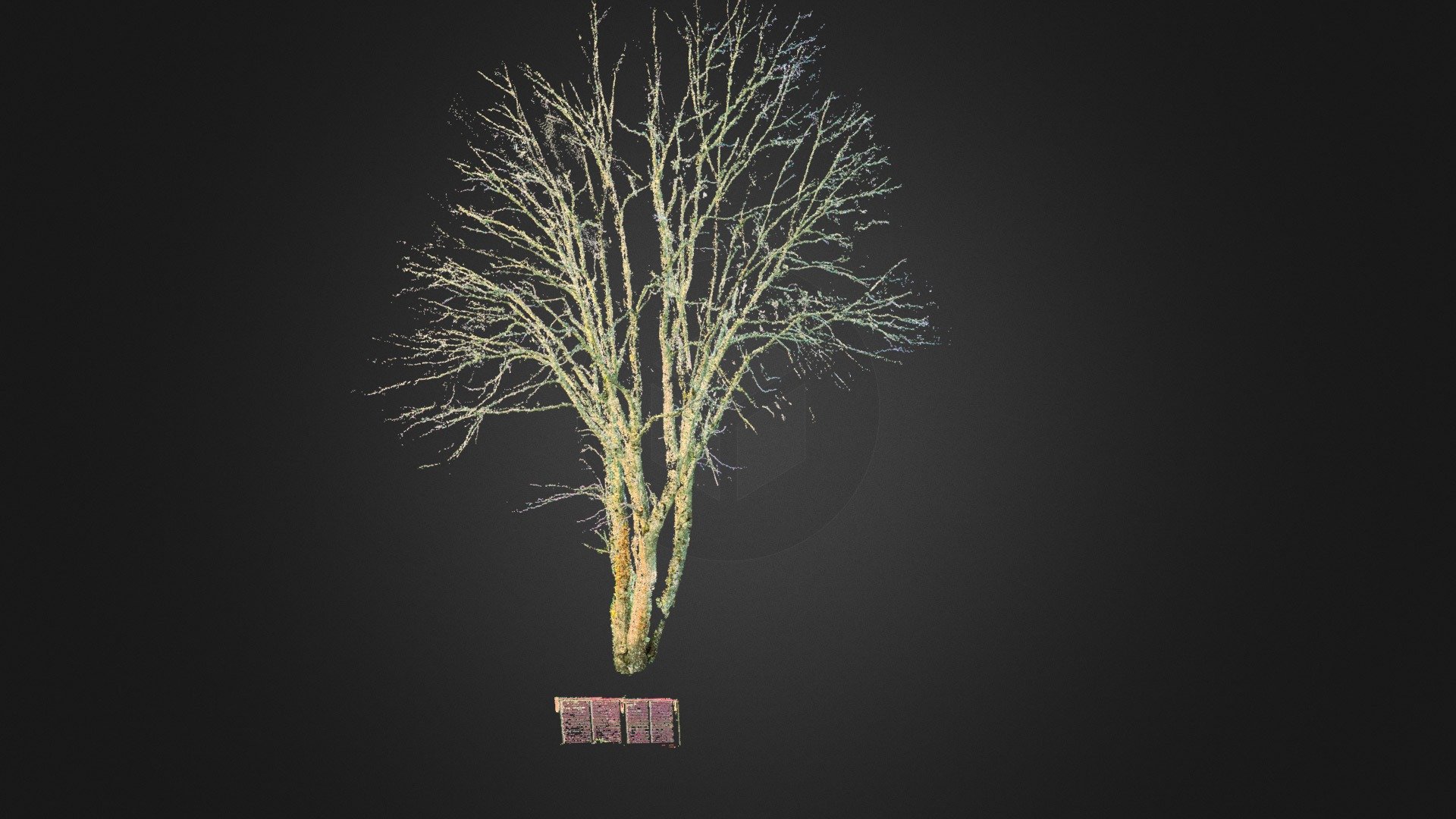 Nikon D850 Terrestrial Photogrammetry of a Tree