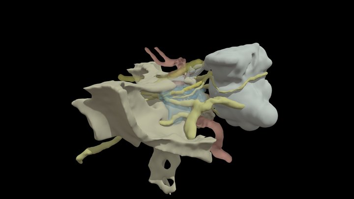 Cavernous sinus and contents 3D Model