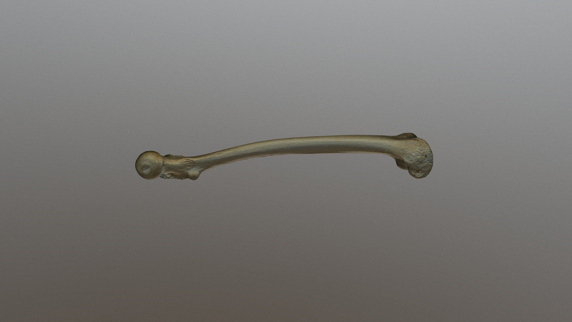 Femur