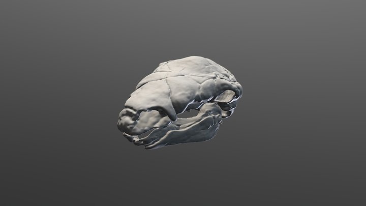 Panoplosarius Skull 3D Model