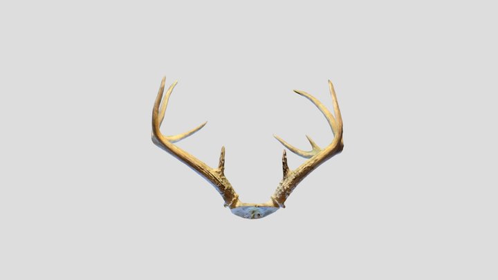 White tail deer antlers 3D Model