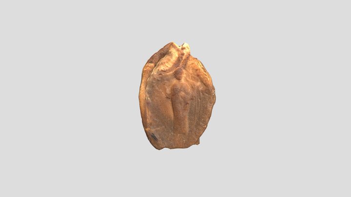 Róbert veszprémi püspök nagyobb pecsétje 3D Model
