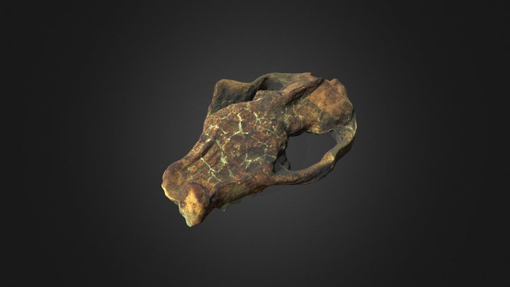 Loxolophus skull 3D Model
