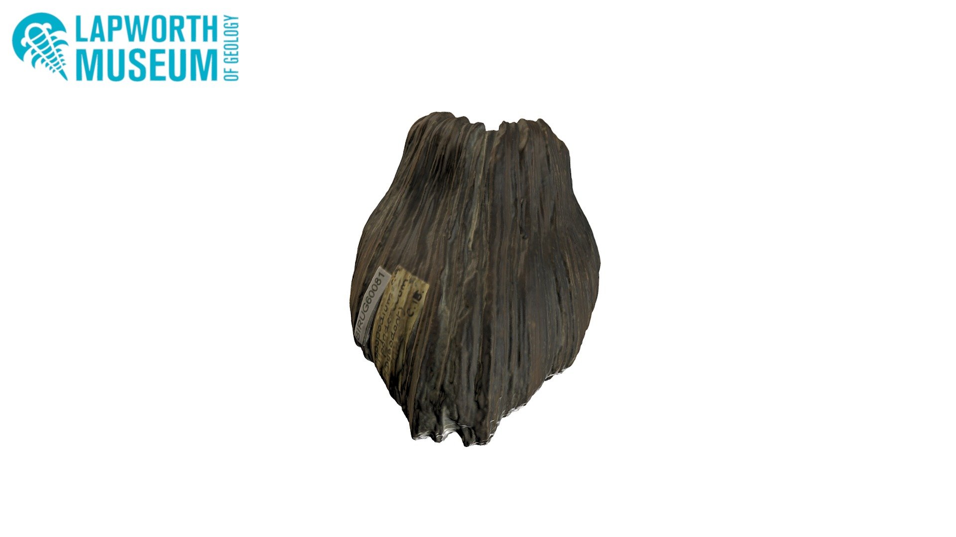 Hippopodium ponderosum BIRUG 60081