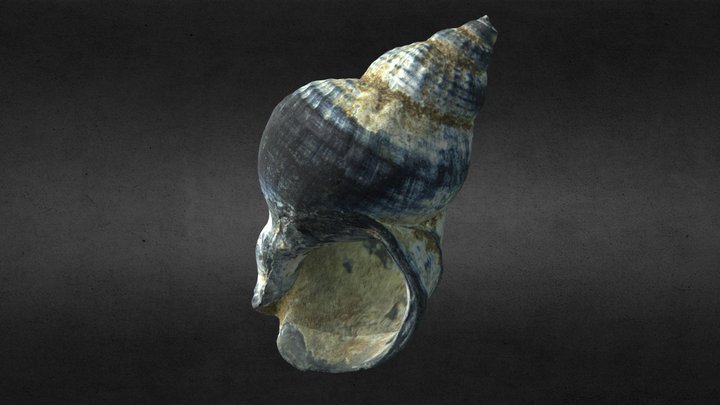 Wellhornschnecke 3D Model
