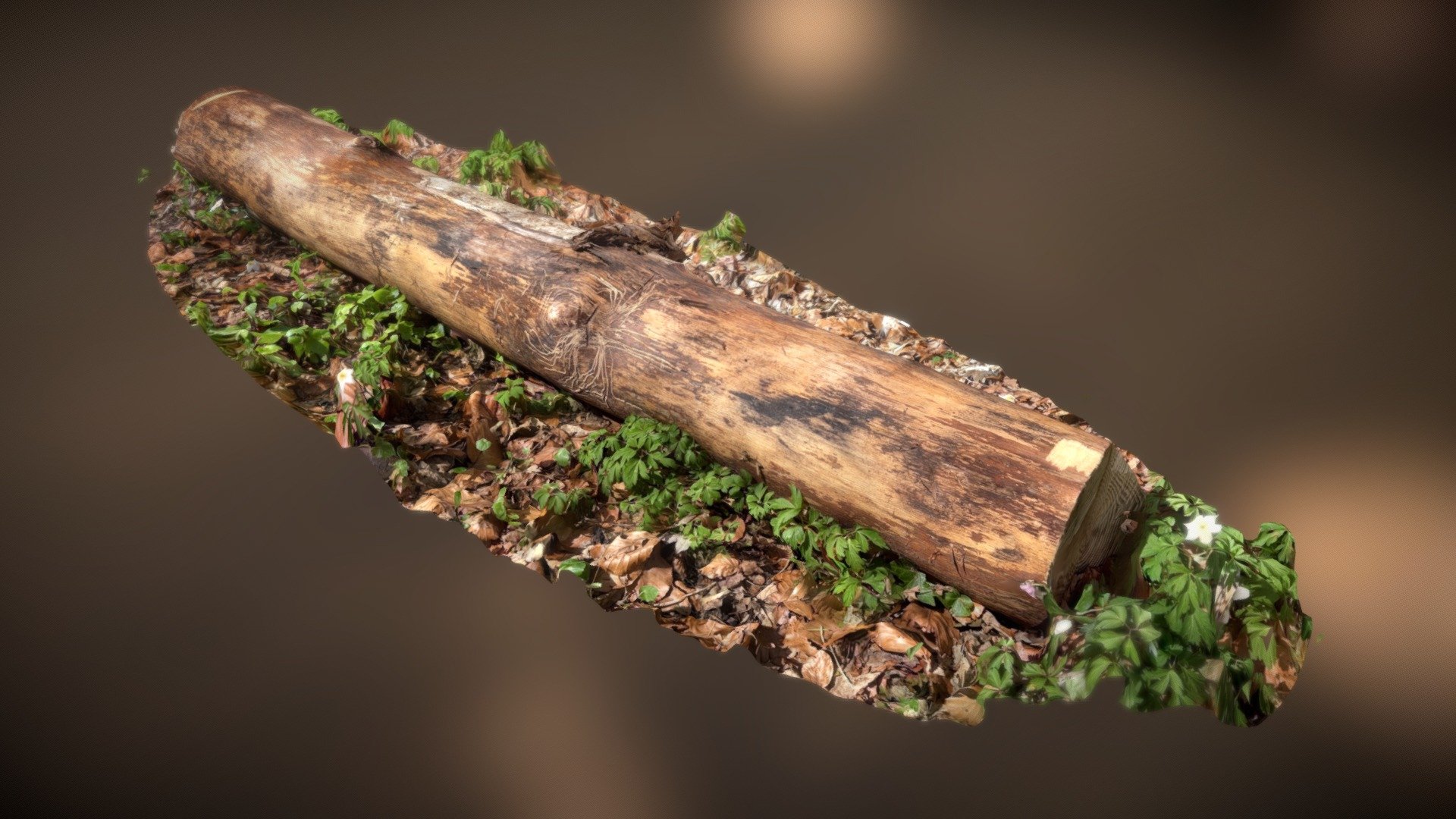 Tree Trunk