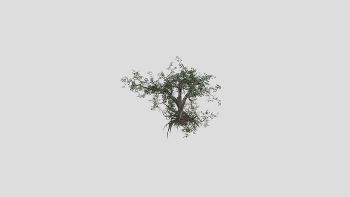 CrookedOak Tree 3D Model