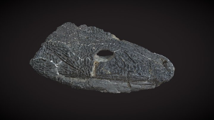 CMNH 11093, Greererpeton skull 3D Model