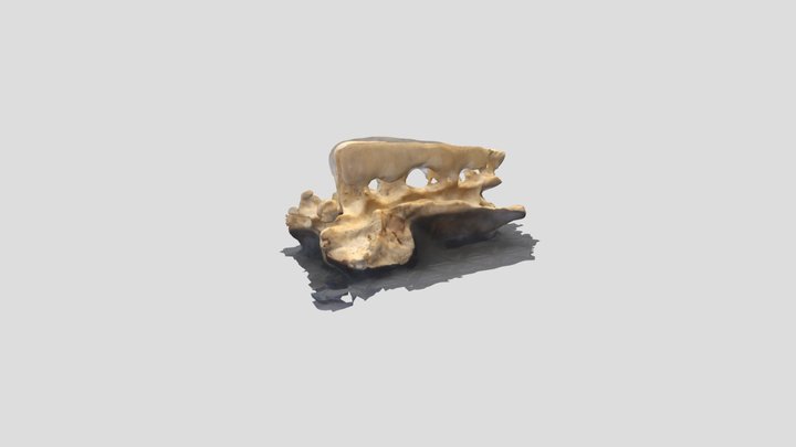 American Beaver Sacrum 3D Model