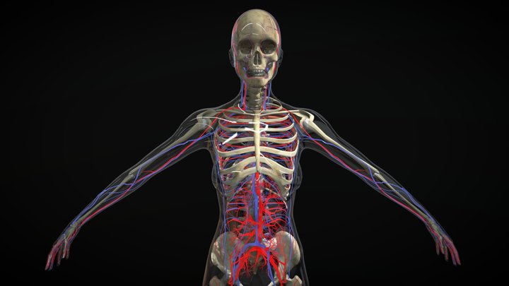 Circulatory System With Skeleton Female 3D Model