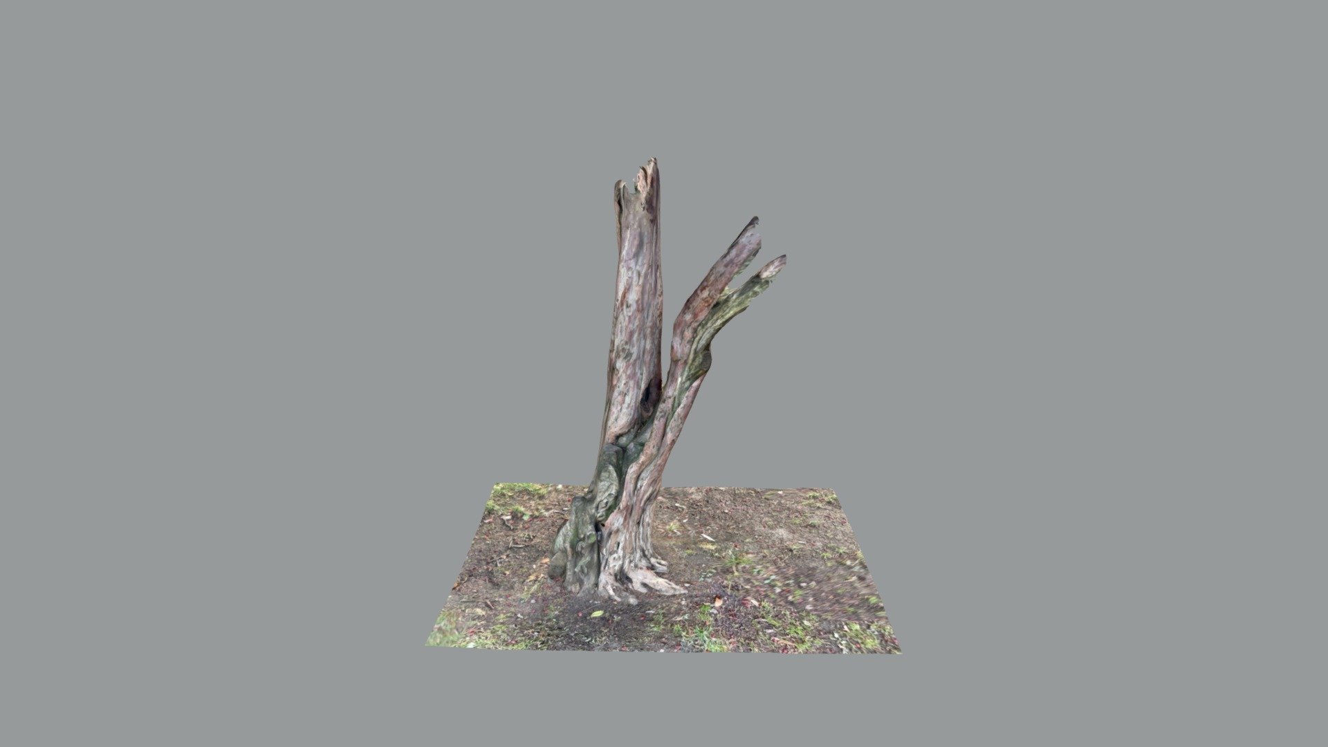 Tree (iPad Pro scan)
