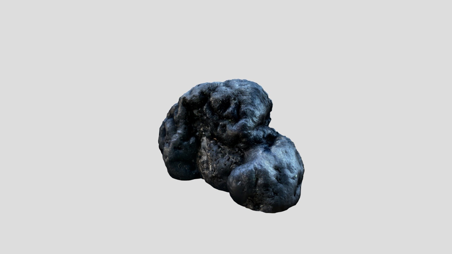 Daldinia Concentrica