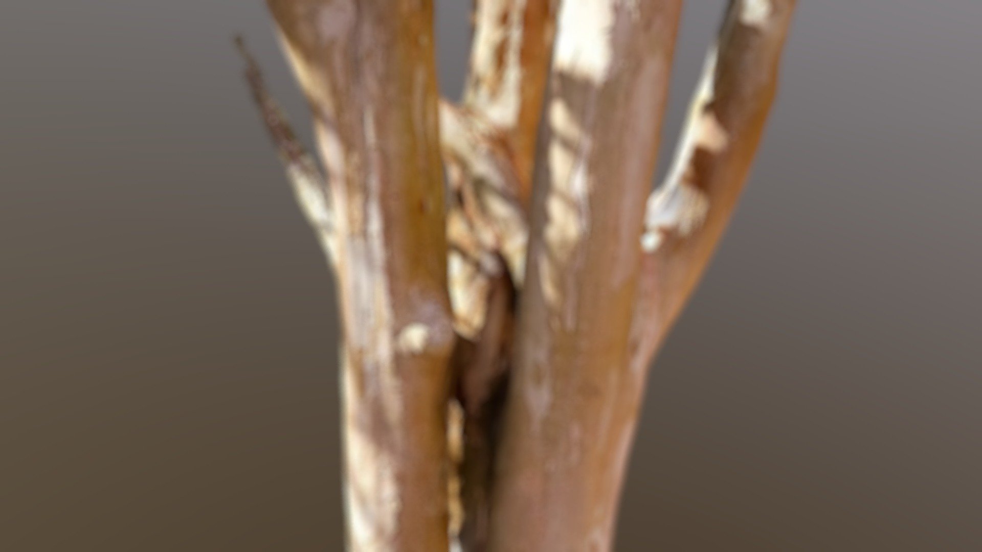 Sycamore Tree (Platanus Occidentalis)