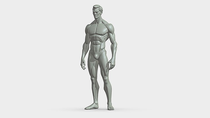 Male Anatomy 3D Model