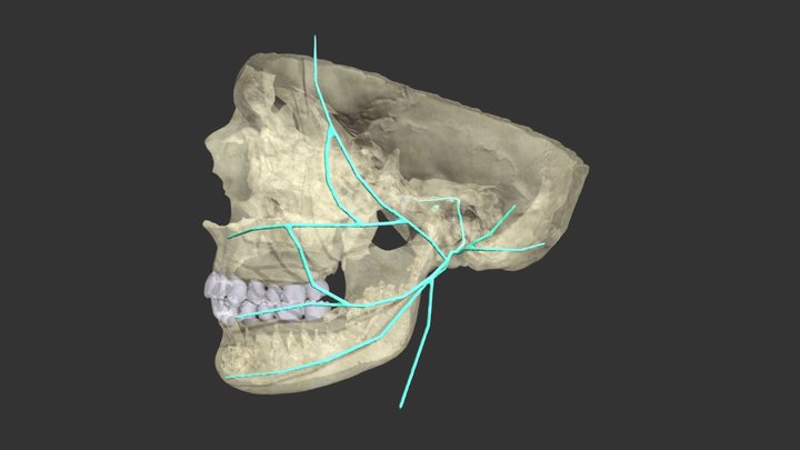 Facial Nerve 3D Model