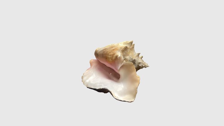 Conch scaniverse 3D Model