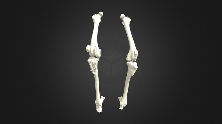 Canine Right Lateral Patellar Luxation 3D Model