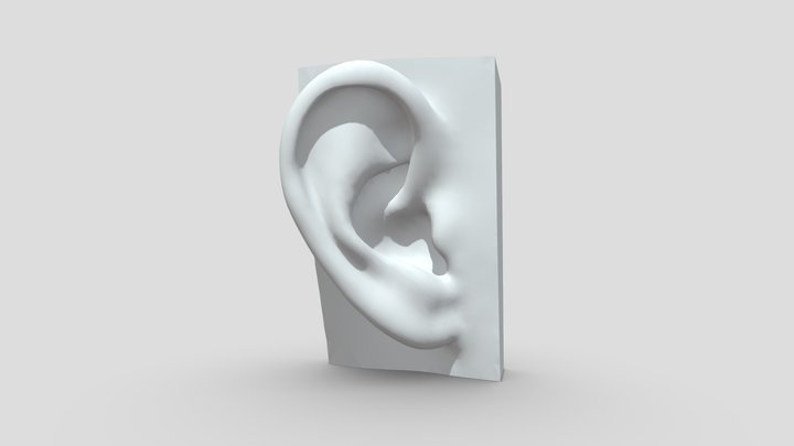 耳朵 3D Model