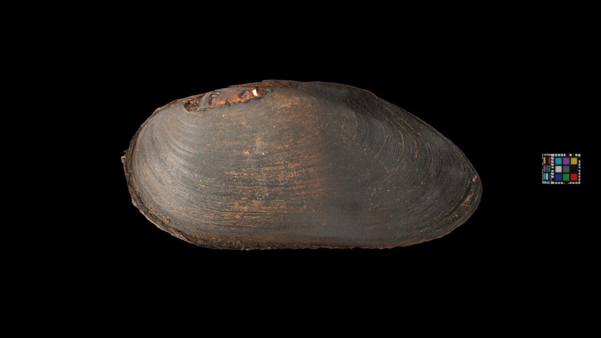 カワシンジュガイ Freshwater Pearl Mussel, M. laevis