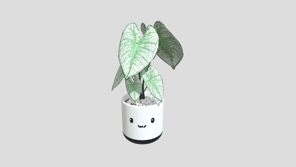 Translucent Caladium Plant Cute Pot
