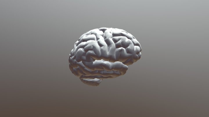 Brain Model 3D Model