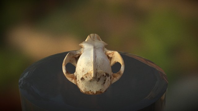Coyote Skull 3D Model