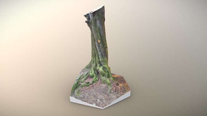 Tree Scan 3D Model