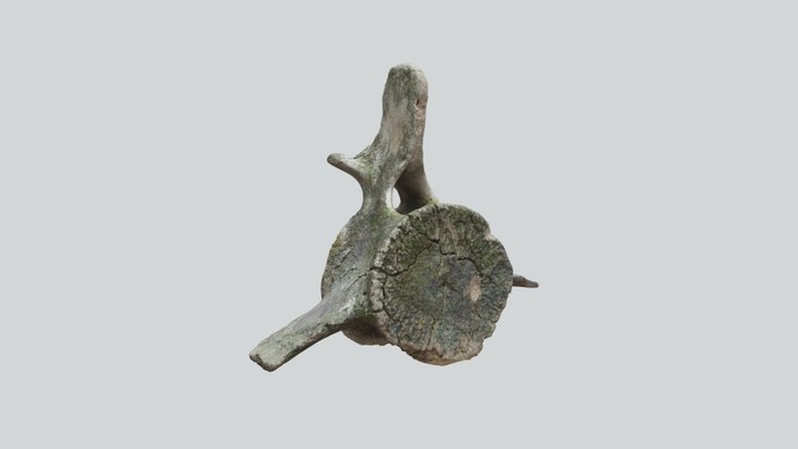 Vértebra de Ballena (Mysticeti) 3D Model