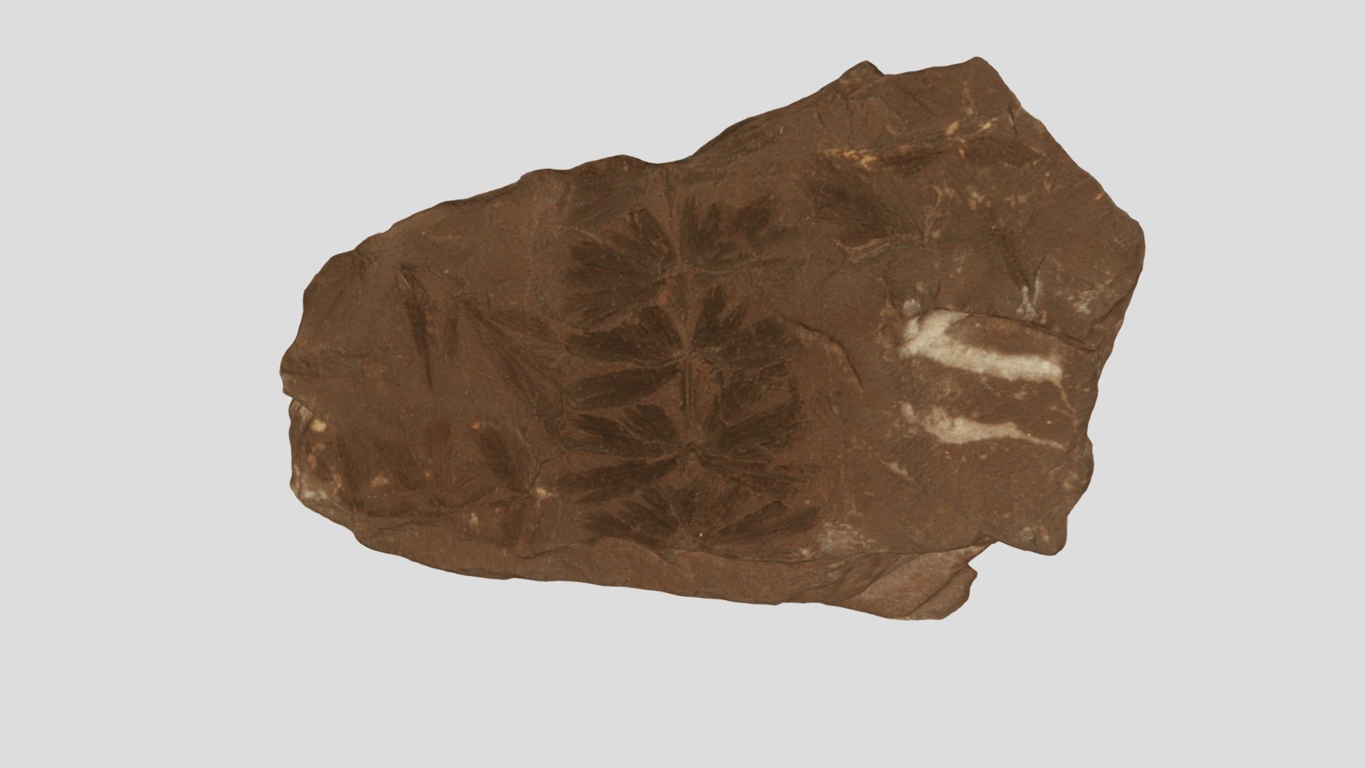 Annularia sp.