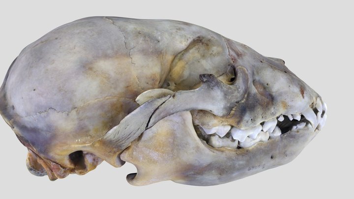 UWYMV:Mamm:6763, Ursus americanus, Skull