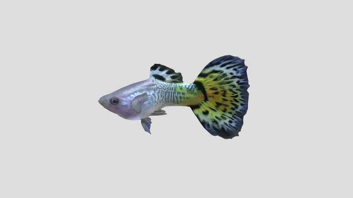 Yellow Mosaic Guppy Male – Modello 3D gratuito STL