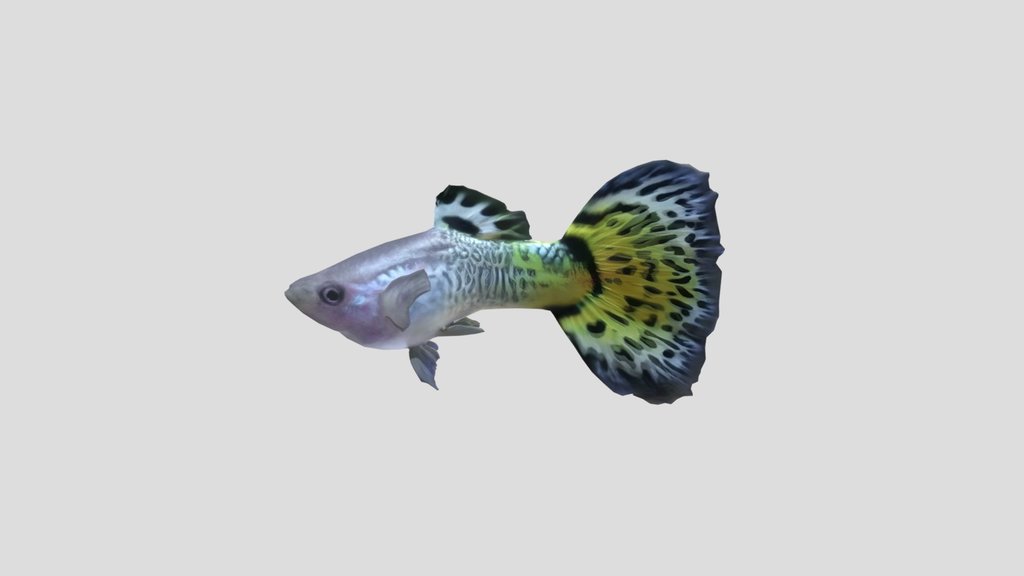 Yellow Mosaic Guppy Male