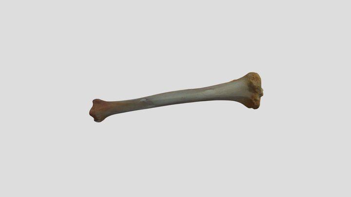 Tibia 3D Model