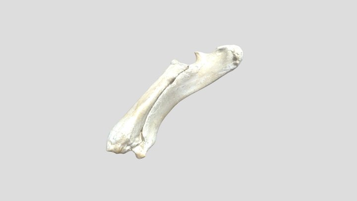 Radius Ulna Pig 3D Model