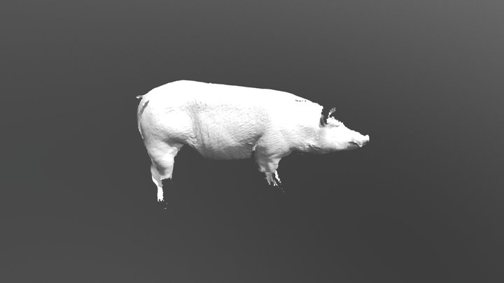 pig scan 3D Model