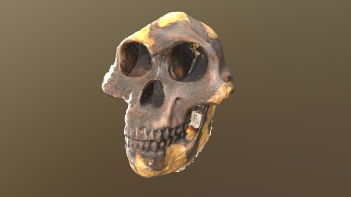 James - Skull 3D Model