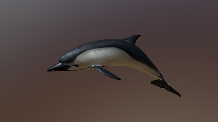 Dolphin 2 3D Model