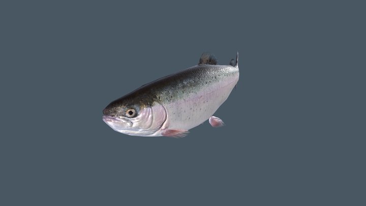 Fish Trout 3D Model