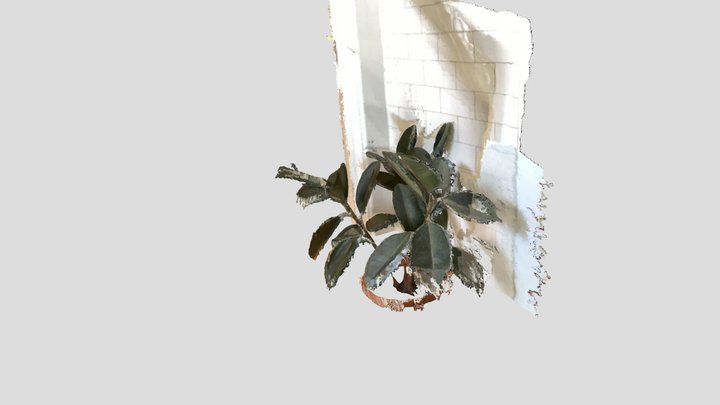 Rubber plant 3D Model
